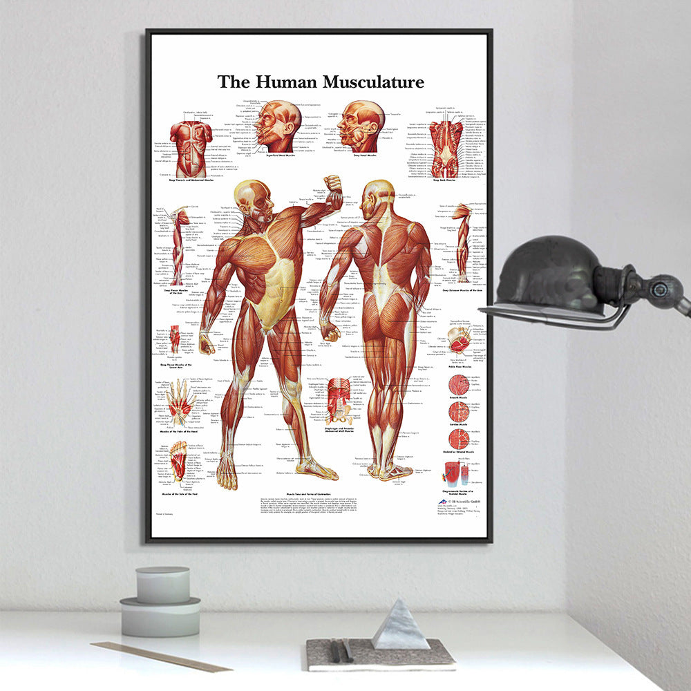 English Version Of Human Skeleton Analysis Poster