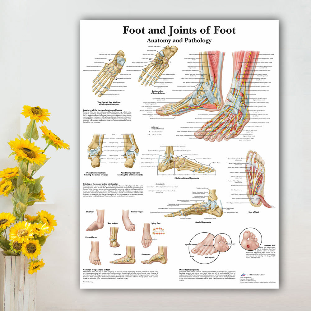 English Version Of Human Skeleton Analysis Poster