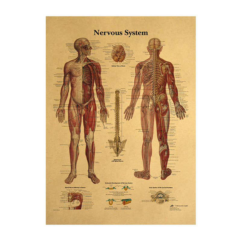 Human Body Narrator Nervous System Kraft Paper Retro Poster