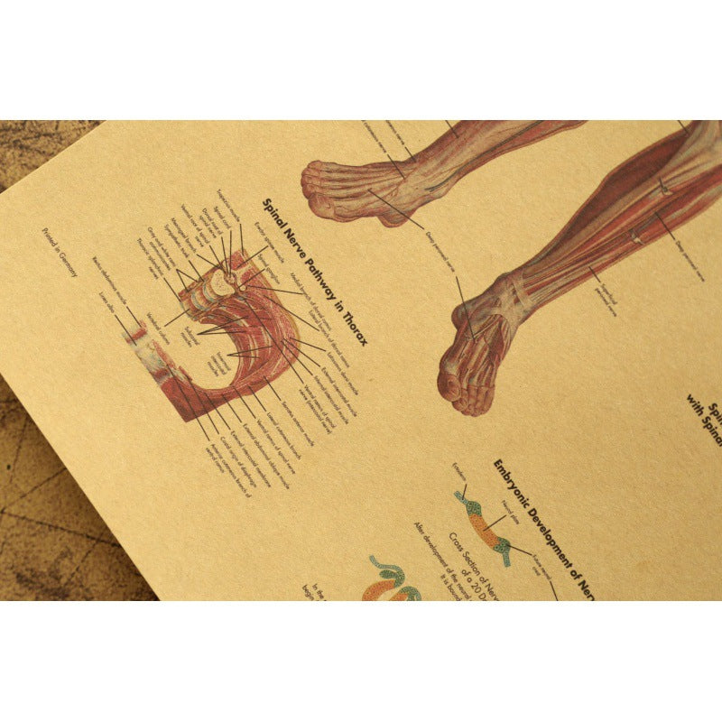 Human Body Narrator Nervous System Kraft Paper Retro Poster