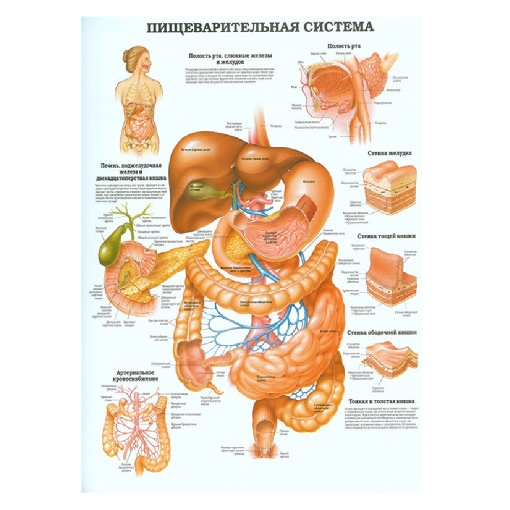 English Version Of Human Skeleton Analysis Poster