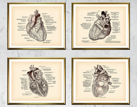 Antique Anatomy Medical Poster Human Anatomy Art Drawing