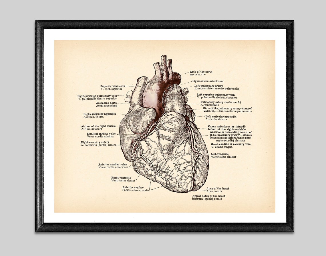 Antique Anatomy Medical Poster Human Anatomy Art Drawing