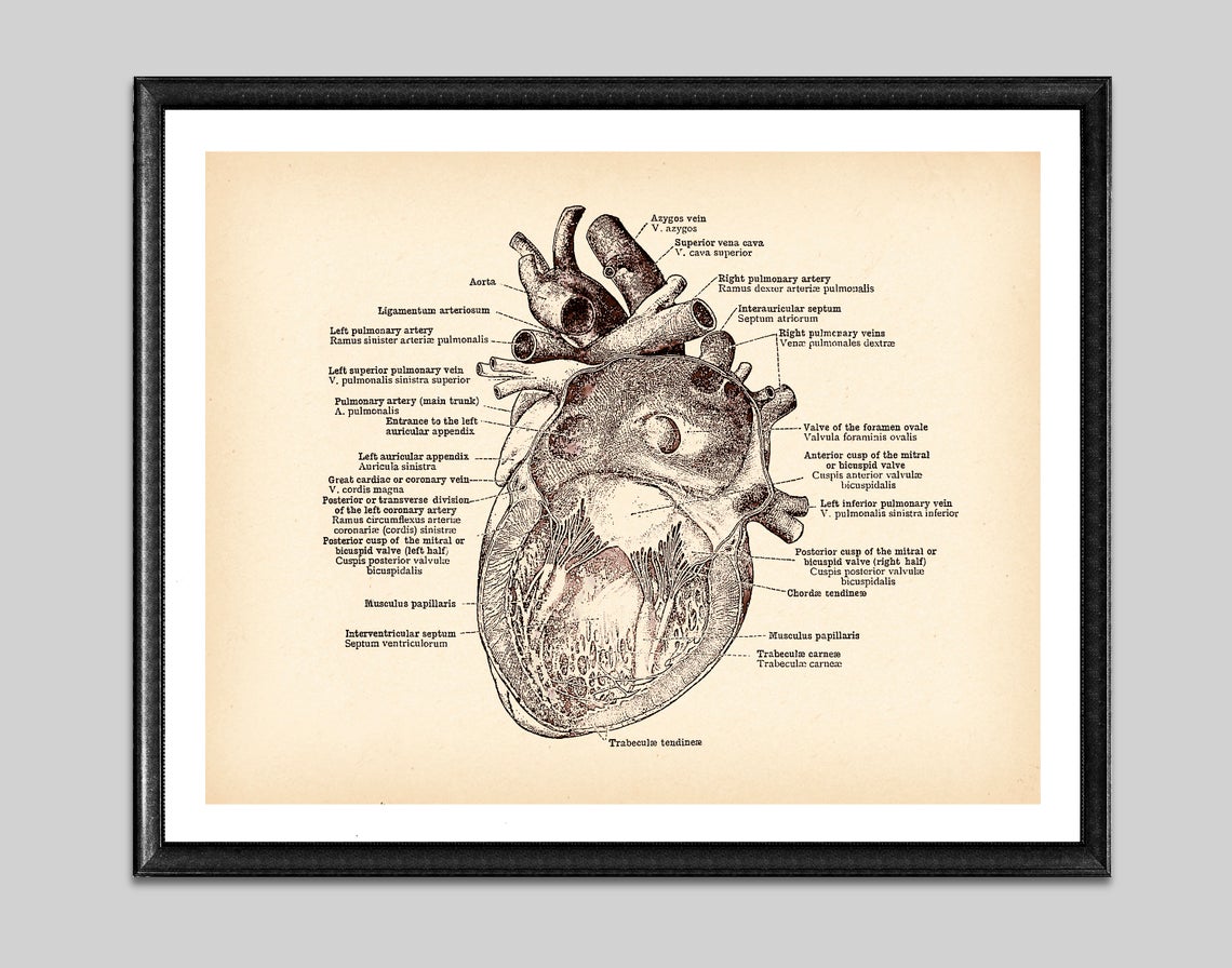 Antique Anatomy Medical Poster Human Anatomy Art Drawing