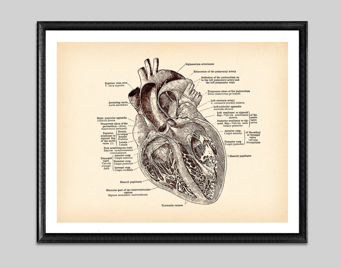 Antique Anatomy Medical Poster Human Anatomy Art Drawing