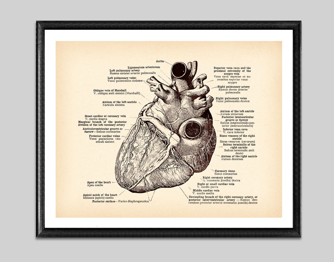 Antique Anatomy Medical Poster Human Anatomy Art Drawing